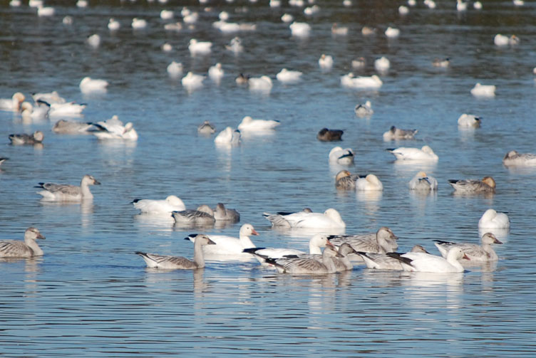 Regroupement des photographes du VSF