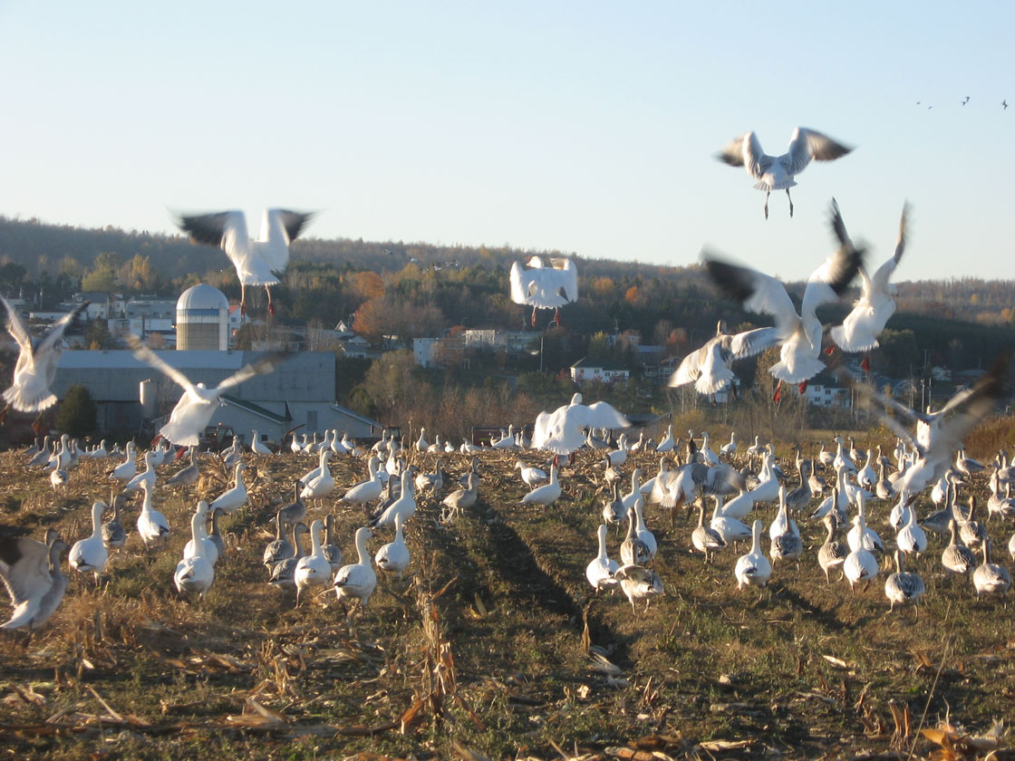 Les oies dans nos champs
