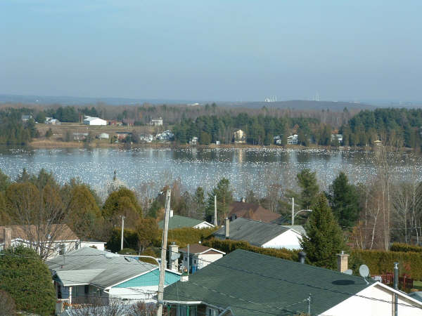 Photos des Oies à St-François
