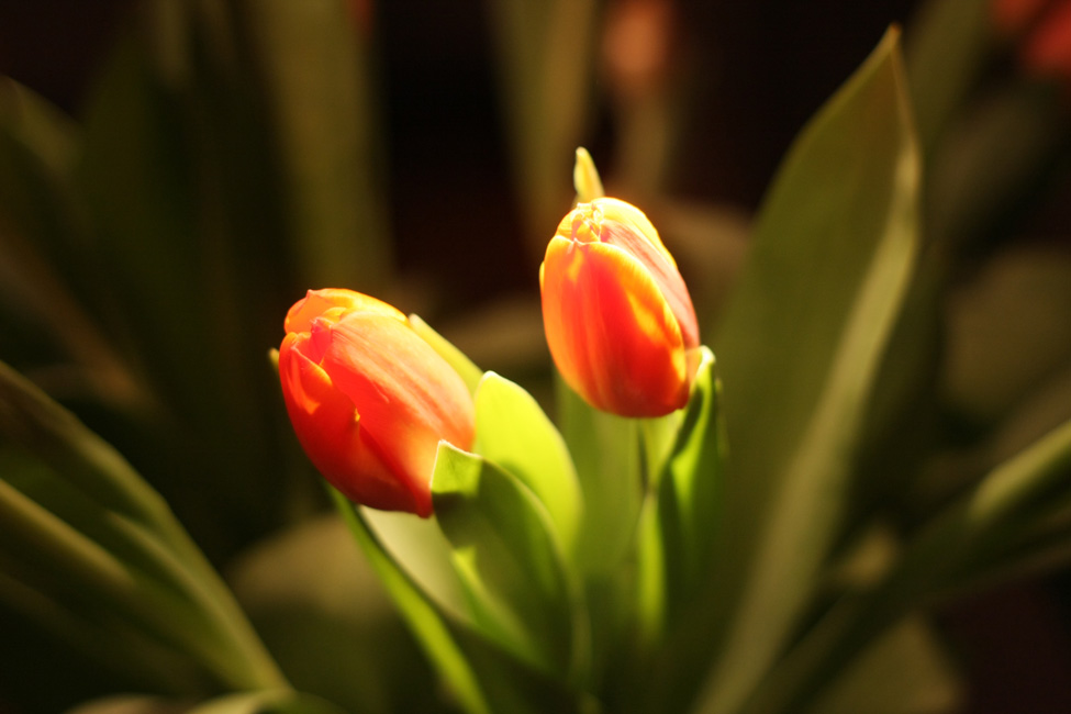 Tulipes du soir