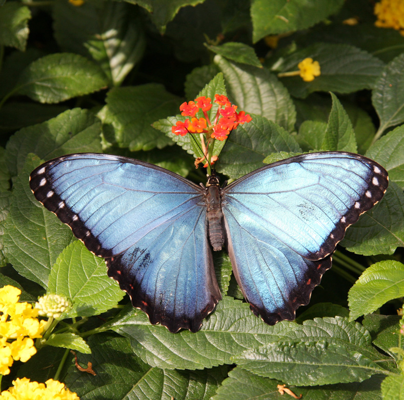 Morpho bleu