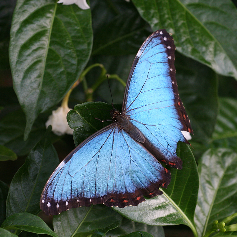 Morpho bleu