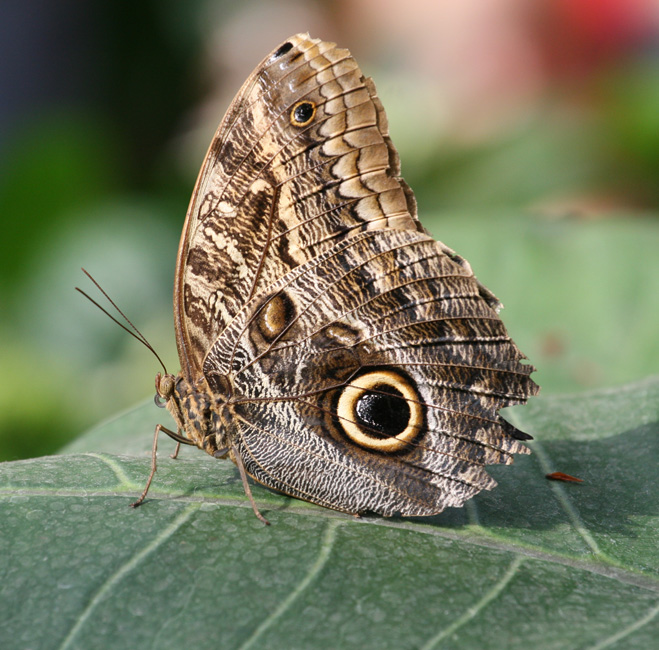 Morpho bleu - ailes refermées