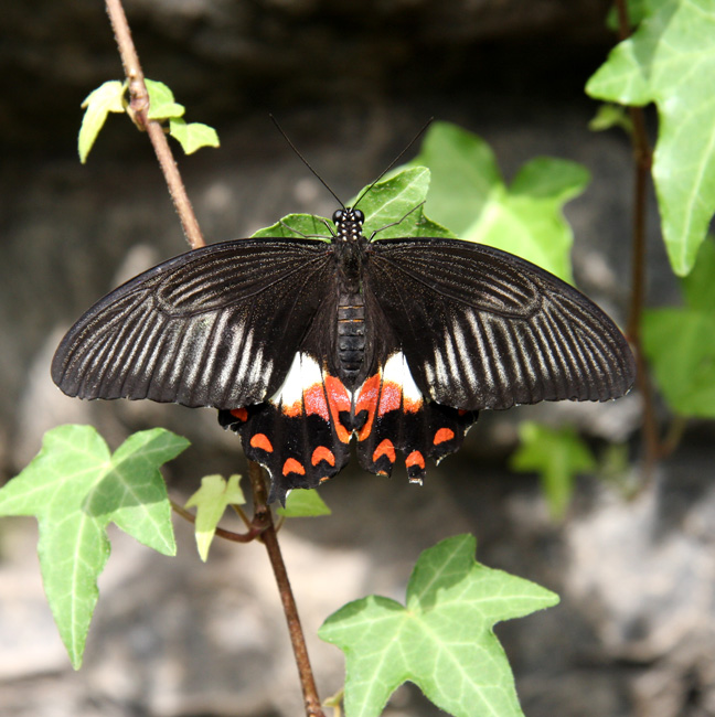Porte-queue écarlate
