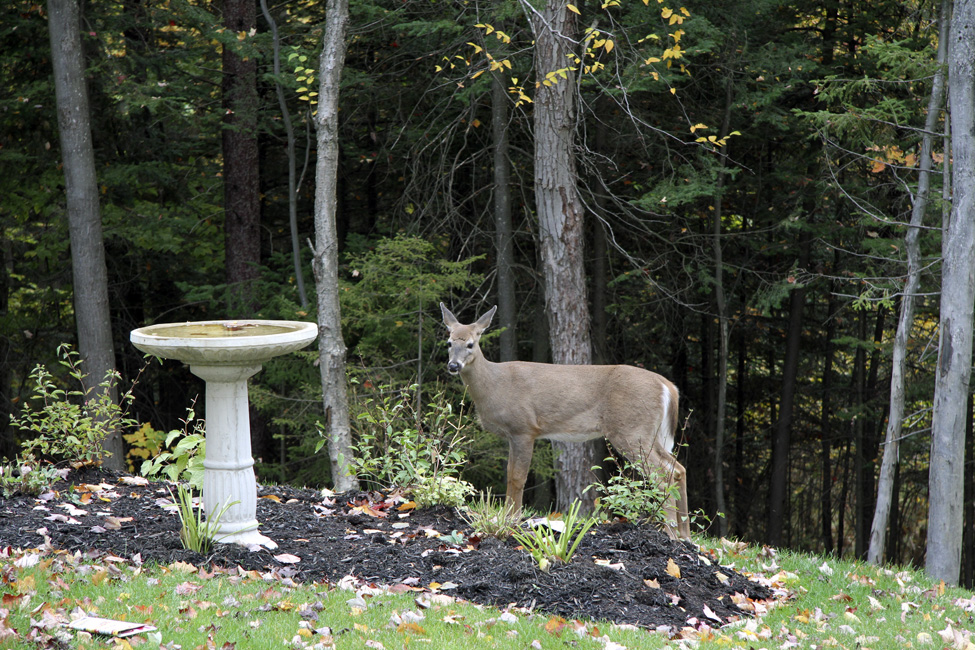 L'automne dans le Val-Saint-François
