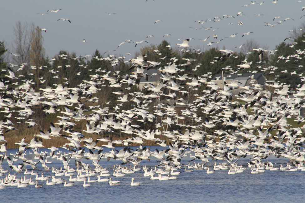 Les oies sauvages dans le Val-Saint-François
