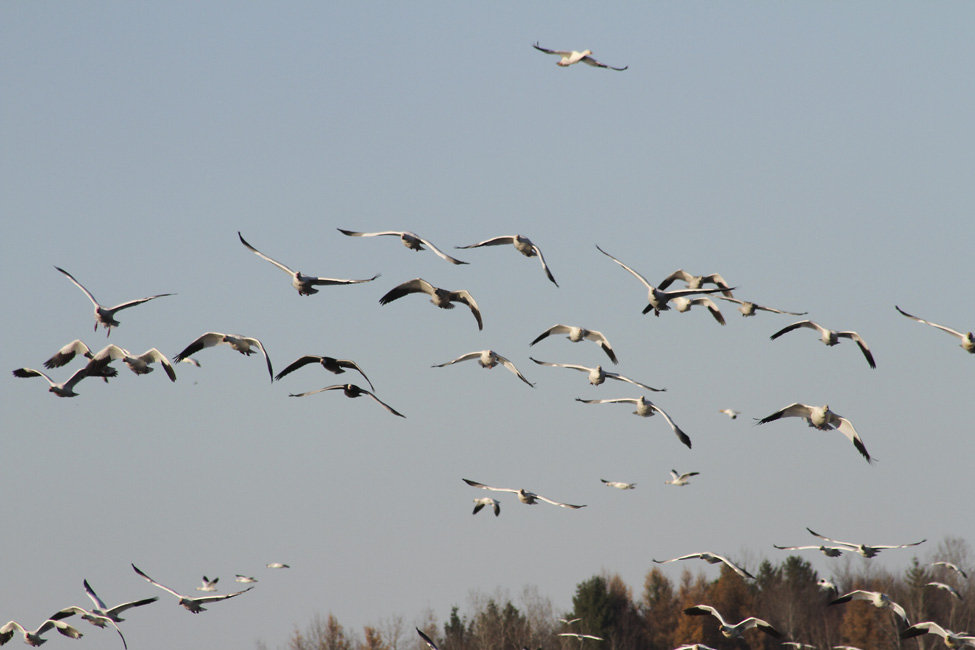 Les oies sauvages dans le Val-Saint-François