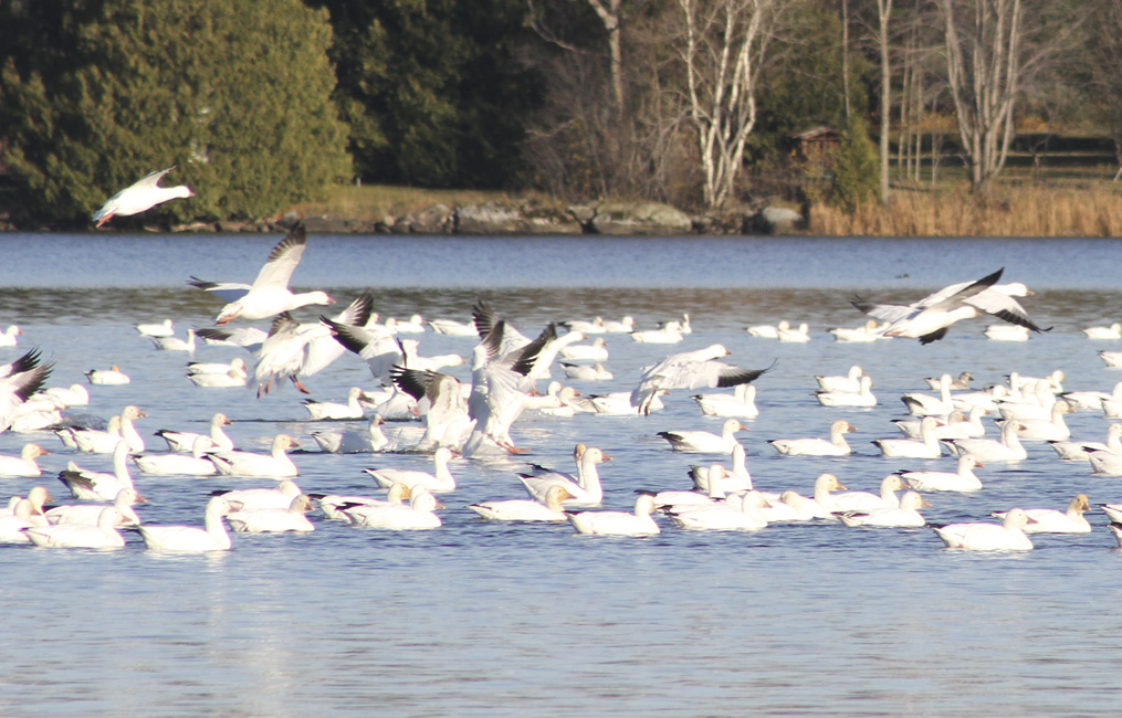 Les oies sauvages dans le Val-Saint-François