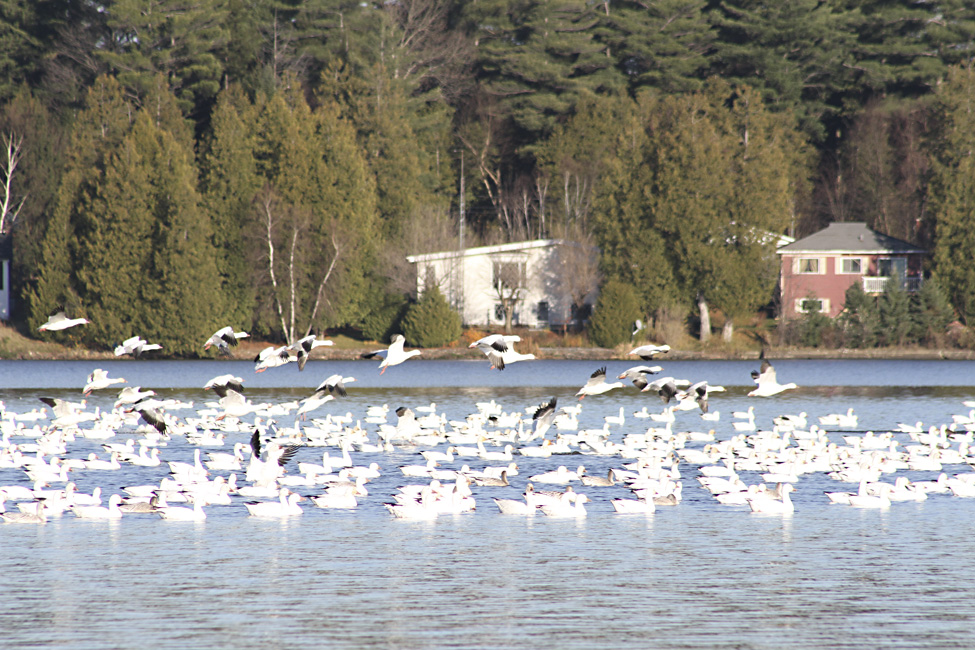 Les oies sauvages dans le Val-Saint-François