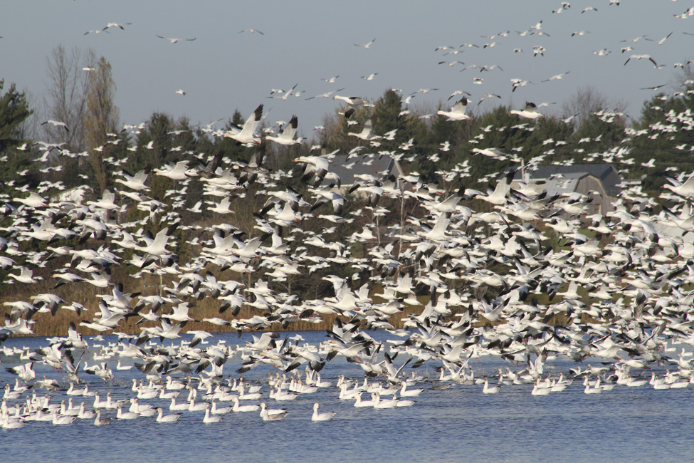 les oies sauvages dans le Val-Saint-François