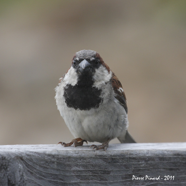 Photos marquantes 2011