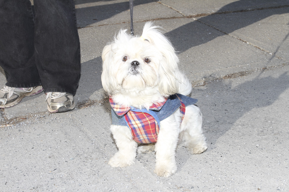 Windsor :  Parade de Noël 2011, super!