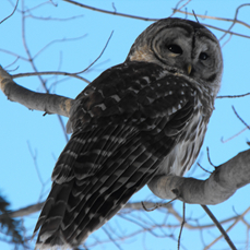 Chouette Rayée à St-François