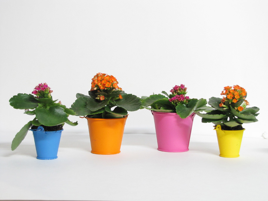 EXPO PHOTOS «COULEURS»