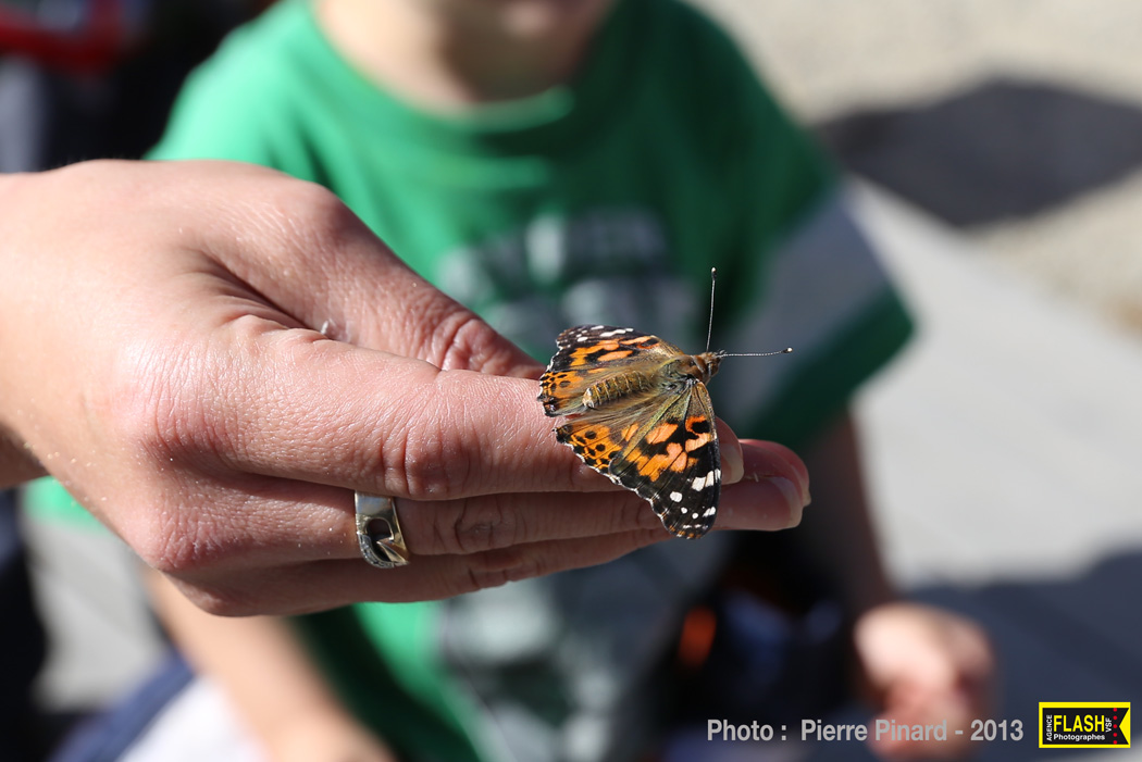 La Poudrière :   Envollée des papillons