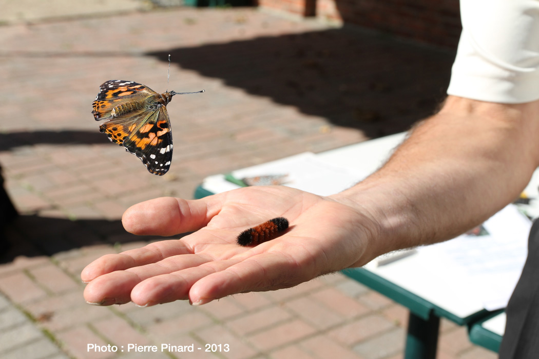La Poudrière :   Envollée des papillons