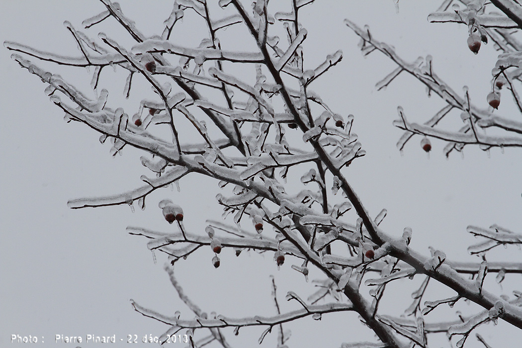 Verglas du 22 décembre 2013