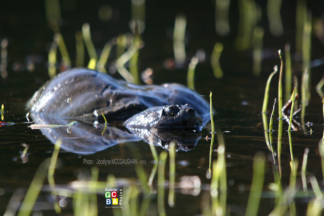Expo à la Galerie Château du Bel-Âge pour l'Étend'Art