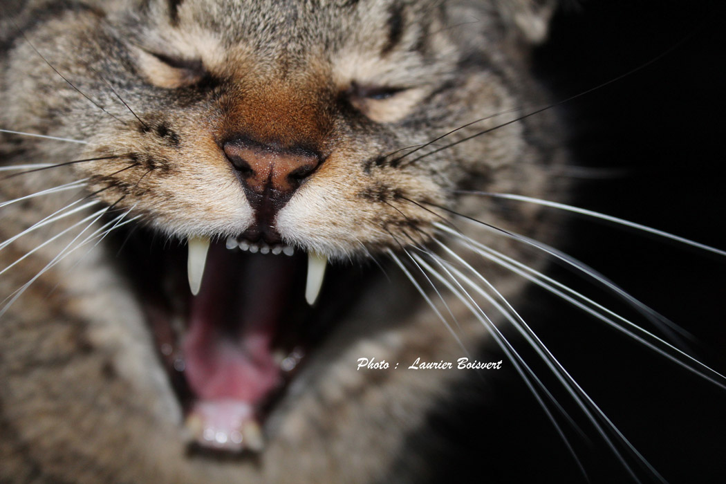 29e expo-photos à la galerie du Château du Bel-Âge