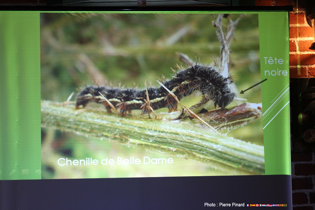 La Poudrière - 2e envollée des papillons