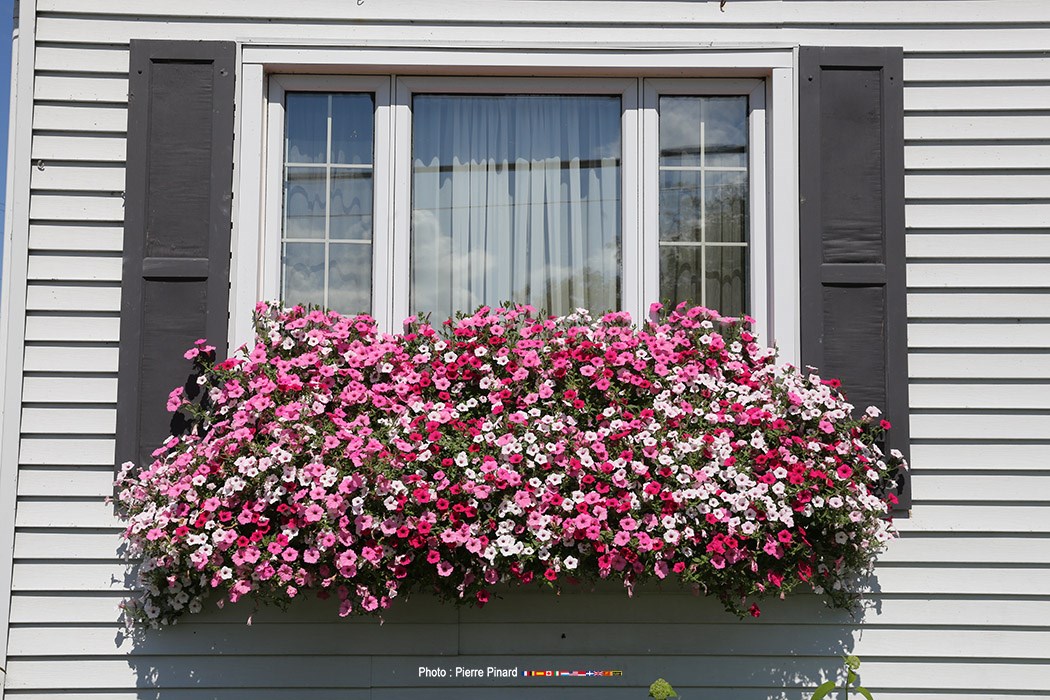 71 photos marquantes en 2016 à Windsor