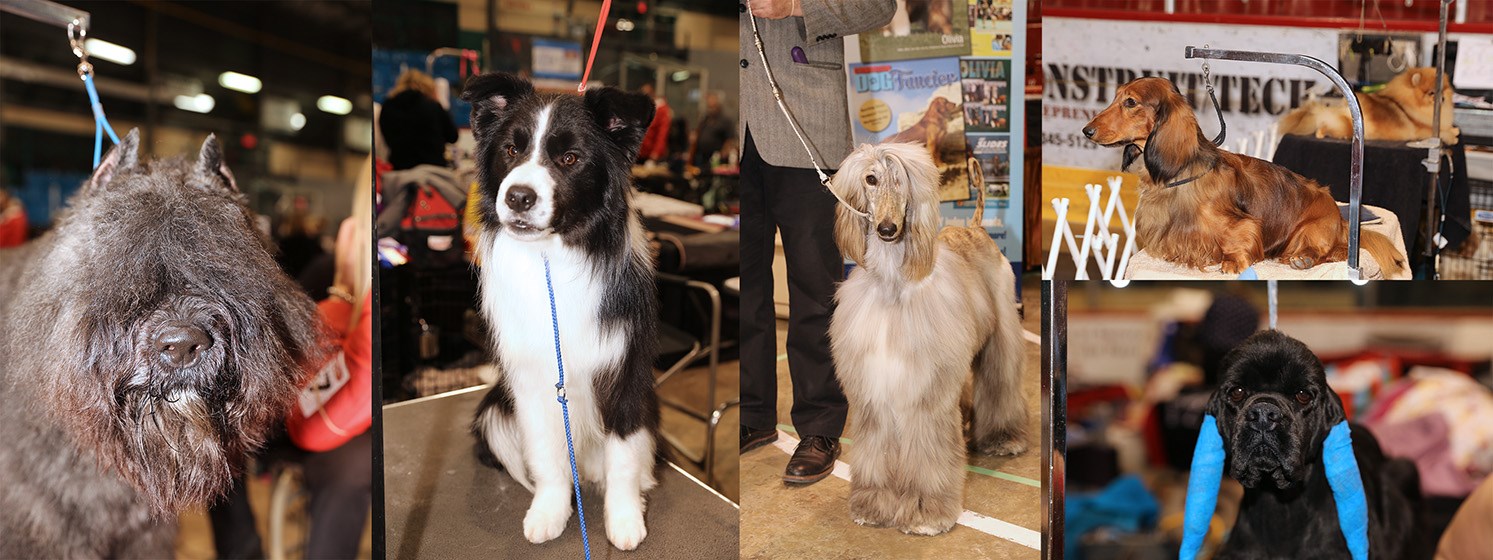 Salon Canin 2017 à Windsor qc
