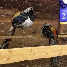 Exposition de Richmond 2017