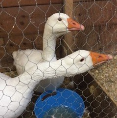 Exposition de Richmond 2017