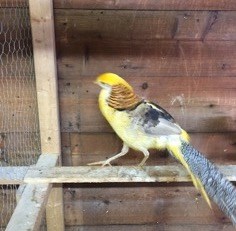 Exposition de Richmond 2017