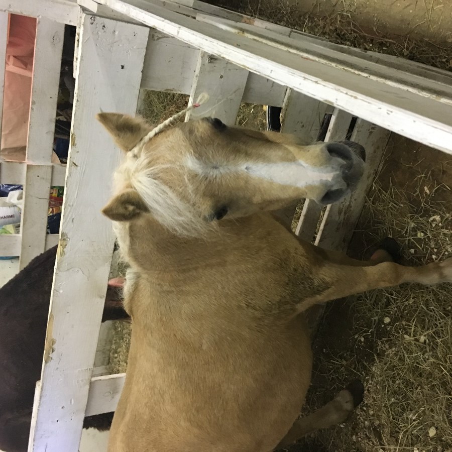 Exposition de Richmond 2018